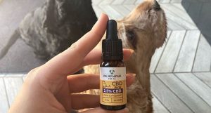 cbd oils for pets health