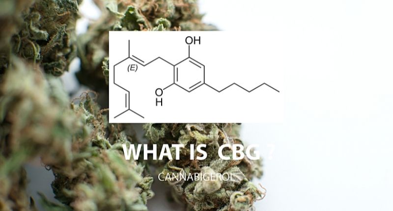 cbg oils full of cannabinoids